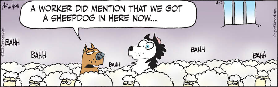 Dogs of C-Kennel for Jun 02, 2023