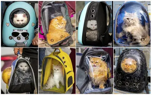 This combination photograph shows pet cats in carry bags at Kashmir veterinary hospital in Srinagar, Indian controlled Kashmir, Tuesday, Feb. 11, 2025. (AP Photo/Mukhtar Khan)