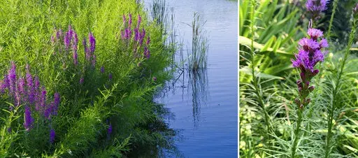 This combination photo shows purple loosestrife (Lythrum salicaria), left, and a Liatris spicata, commonly called blazing star or gay feather. Purple Loosestrife is an invasive plant that threatens wetlands and chokes out food sources and habitat for wildlife. TheLiatris spicata is a recommended alternative for invasive purple loosestrife. (Chicago Botanic Garden via AP, left, and Jessica Damiano via AP)