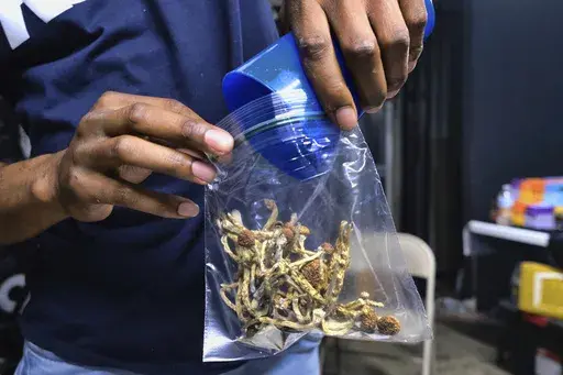 A vendor bags psilocybin mushrooms at a cannabis marketplace on May 24, 2019, in Los Angeles. Oregon's pioneering experiment with legalized magic mushrooms took a step closer to reality as the first "facilitators" who will accompany clients as they experience the drug received their state licenses, authorities said Tuesday, April 18, 2023. (AP Photo/Richard Vogel, File)
