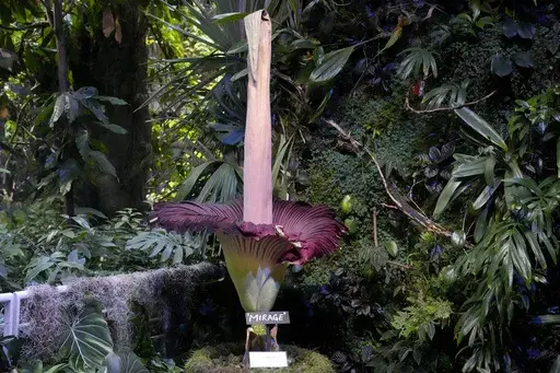 A corpse flower in bloom is shown at the California Academy of Sciences' Osher Rainforest in San Francisco, Wednesday, Feb. 28, 2024. (AP Photo/Jeff Chiu)