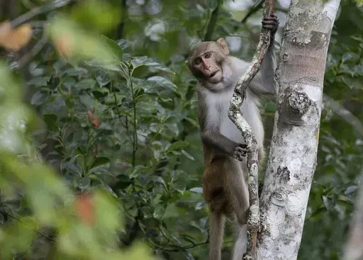 A rhesus macaques monkey observes kayakers along the Silver River in Silver Springs, Fla., Friday, Nov. 10, 2017. (AP Photo/John Raoux, File)