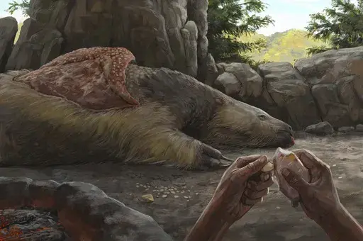 This illustration provided by researchers depicts a person carving an osteoderm from a giant sloth in Brazil about 25,000 to 27,000 years ago. (Júlia d'Oliveira via AP)