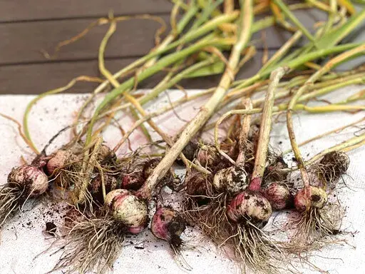 This June 10, 2022, image provided by Jessica Damiano shows a crop of freshly harvested hardneck garlic in New York's Long Island. (Jessica Damiano via AP)