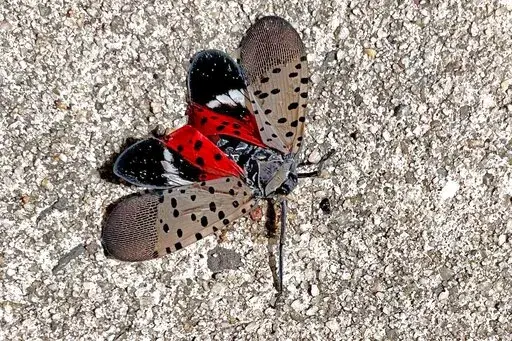 This photo shows a Spotted Lanternfly, in Long Branch, NJ, Aug. 7, 2022. Kill-on-sight requests in New York City and elsewhere are part of an aggressive campaign against an invasive pest that has spread to about a dozen states in eight years. (Heide Estes via AP)