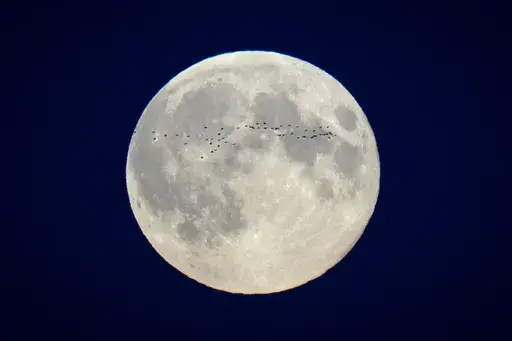 A flock of birds fly in front of the full moon over the city centre in Tallinn, Estonia, Oct. 17, 2024. (AP Photo/Sergei Grits, File)