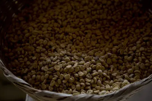 Arabica coffee beans harvested the previous year are stored at a coffee plantation in Ciudad Vieja, Guatemala, on May 22, 2014. In a study published in the journal Nature Genetics on Monday, April 15, 2024, researchers estimate that Coffea arabica came to be from natural crossbreeding of two other coffee species over 600,000 years ago. (AP Photo/Moises Castillo, File)