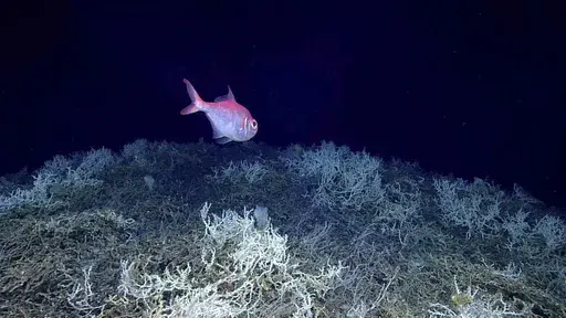 In this image provided by NOAA Ocean Exploration, an alfonsino fish swims above a thicket of Lophelia pertusa coral during a dive on a cold water coral mound in the center of the Blake Plateau off the southeastern coast of the U.S., in June 2019. In January 2024, scientists announced they have mapped the largest coral reef deep in the ocean, stretching hundreds of miles off the U.S. coast. While researchers have known since the 1960s that some coral were present off the Atlantic coast, the reef'
