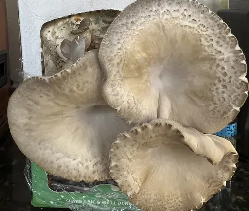 This Nov. 24, 2023 image provided by Jessica Damiano shows a crop of mushrooms growing from a Back to the Roots kit on a kitchen countertop on Long Island, New York. (Jessica Damiano via AP)