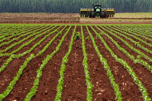 Agricultural machine works at a soybean plantation at the Passatempo farm, Sidrolandia, Mato Grosso do Sul state, Brazil, Thursday, Oct. 20, 2022. President Jair Bolsonaro trusts his support among agribusiness leaders to help him win reelection later this month, while frontrunner Brazil's Former President Luiz Inacio Lula da Silva tries to make inroads with rural voters with a boost from defeated presidential candidate Sen. Simone Tebet, who is from the state of Mato Grosso do Sul. (AP Photo/Era