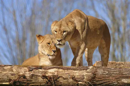 After being rescued from Ukraine, lion sisters Amani and Lira settle into their new forever home at The Big Cat Sanctuary near Ashford in Kent, England, Thursday, March 20, 2025. (AP Photo/Kirsty Wigglesworth)