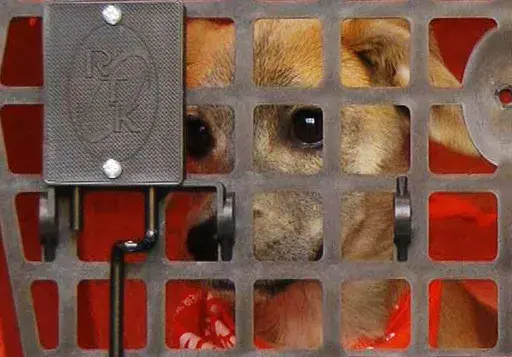 A stray puppy named Apple sits in a crate on a truck awaiting a journey to New York City on Wednesday, April 3, 2019, in Starkville, Miss. October is the ASPCA’s Adopt a Shelter Dog Month. If you’re thinking about adding a rescue dog to your family, you may want to consider buying pet insurance coverage to help keep your furry new friend healthy. (AP Photo/Jay Reeves, File)