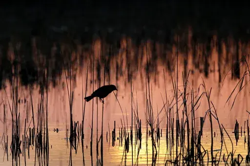A Yellow-headed blackbird perches in a wetland on June 20, 2019, near Menoken, N.D. A federal judge on Wednesday, April 12, 2023, temporarily blocked a federal rule in 24 states that is intended to protect thousands of small streams, wetlands and other waterways throughout the nation. (AP Photo/Charlie Riedel, File)