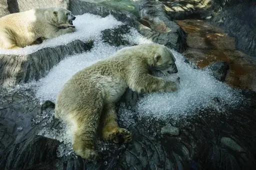 Polar bears cool down in ice that was brought to their enclosure on a hot and sunny day at the Prague zoo, Czech Republic, Wednesday, July 10, 2024. (AP Photo/Petr David Josek)