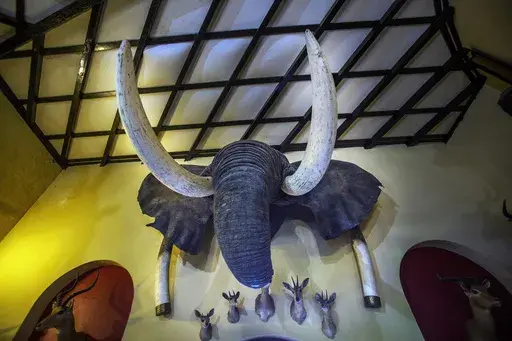 An elephant head wall trophy is on display at the Nesbitt Castle in Bulawayo, Zimbabwe, in this April 23, 2018 file photo. Nearly half of the world's migratory species are in decline, according to a new United Nations report released Monday, Feb. 12, 2024. Many songbirds, sea turtles, whales, sharks and migratory animals move to different environments with changing seasons and are imperiled by habitat loss, illegal hunting and fishing, pollution and climate change. (AP Photo/Jerome Delay, File)