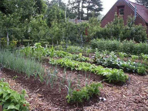 This undated photo shows beds in a weedless vegetable garden in New Paltz, N.Y. Smoke from hundreds of wildfires burning in Canada has affected air quality across vast swaths of the U.S. East and Midwest, which might have some effect on garden plants if the exposure is prolonged. (AP Photo/Lee Reich, File)