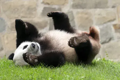 Giant panda Xiao Qi Ji plays at his enclosure at the Smithsonian National Zoo in Washington, Sept. 28, 2023. Early Wednesday morning, Nov. 8, three large white crates containing giant pandas Mei Xiang, Tian Tian and their cub Xiao Qi Ji were loaded by forklifts onto waiting trucks for the trip ro Chengdu, China. (AP Photo/Jose Luis Magana, File)