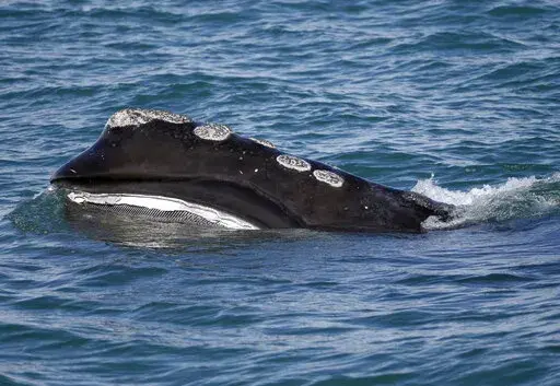 A North Atlantic right whale feeds on the surface of Cape Cod Bay off the coast of Plymouth, Mass., in this March 28, 2018, file photo. President Joe Biden's administration has made a priority of encouraging offshore wind along the Atlantic coast in waters that are home to the declining North Atlantic right whale. (AP Photo/Michael Dwyer, File)