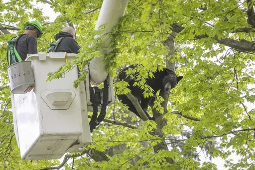 Michigan Department of Natural Resources Wildlife Biologist Steve Griffith prepares to fire a tranquilizer dart into a black bear in a tree outside of a home, May 14, 2023, in Traverse City, Mich. The 350-pound black bear that perched for hours in a tree, causing a Mother's Day spectacle last spring in northern Michigan, was killed by a hunter, authorities said Wednesday, Jan. 24, 2024. (Jan-Michael Stump/Traverse City Record-Eagle via AP, File)