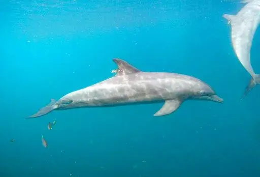 In this photo released by DolphinProject.com, Rocky with GPS tag attached swims at the Umah Lumba Rehabilitation, Release and Retirement Center in Banyuwedang Bay, West Bali, Indonesia Saturday, Sept. 3, 2022. Three bottlenose dolphins were released into the open sea in Indonesia Saturday after years of being confined for the amusement of tourists who would touch and swim with them. (DolphinProject.com via AP)