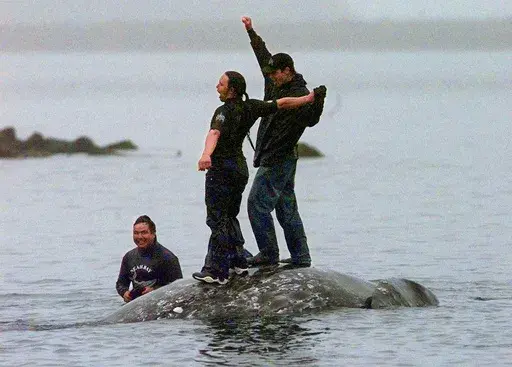 Two Makah Indian whalers stand atop the carcass of a dead gray whale moments after helping tow it close to shore in the harbor at Neah Bay, Wash., May 17, 1999. Earlier in the day, Makah Indians hunted and killed the whale in their first successful hunt since voluntarily quitting whaling over 70 years earlier. The United States on Thursday, June 13, 2024 granted the Makah Indian Tribe in Washington state a long-sought waiver that helps clear the way for its first sanctioned whale hunts since 199