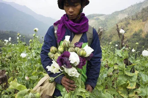 A member of Pat Jasan, a grassroots organization motivated by their faith to root out the destructive influence of drugs, holds poppies as his group slashes and uproots them from a hillside, in Lung Zar village, northern Kachin State, Myanmar on Feb. 3, 2016. The production of opium in Myanmar has flourished since the military's seizure of power, with the cultivation of poppies up by a third in the past year as eradication efforts have dropped off and the faltering economy has led more people to