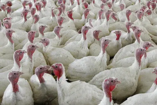 This Wednesday, April 11, 2012 file photo shows turkeys at a farm in Lebanon, Pa. The U.S. Department of Agriculture on Friday, Oct. 14, 2022 proposed sweeping changes in the way chicken and turkey meat is processed that are intended to reduce illnesses from food contamination but could require meat companies to make extensive changes to their operations. (AP Photo/Matt Rourke, File)
