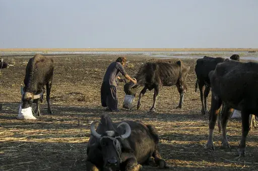 Water buffalo herders in the marshes of Chibayish feed their animals after back to back drought severely reduced available food stocks in Dhi Qar province, Iraq, on Nov. 19, 2022. Iraq's prime minister Sunday March 12, 2023 promised sweeping measures to tackle climate change — which has affected millions across the country. Droughts and increased water salinity have destroyed crops, animals and farms and dried up entire bodies of water. (AP Photo/Anmar Khalil, File)