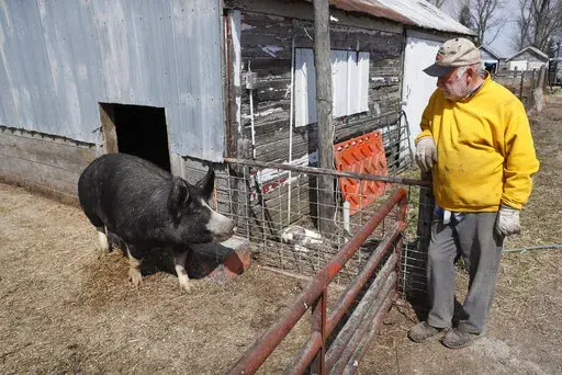 Chris Petersen looks at a Berkshire hog in a pen on his farm on April 17, 2020, near Clear Lake, Iowa. COVID-19 has created problems for all meat producers, but pork farmers have been hit especially hard. The federal government announced Tuesday, Oct. 18, 2022, a program that will provide $1.3 billion in debt relief for about 36,000 farmers who have fallen behind on loan payments or face foreclosure. (AP Photo/Charlie Neibergall, File)