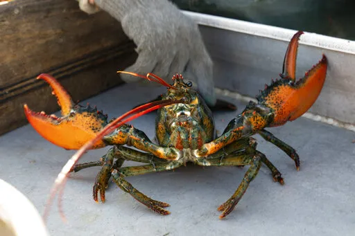 A lobster rears its claws after being caught off Spruce Head, Maine, Aug. 31, 2021. China is showing no signs of slowing its demand for American lobster this year despite disruption to the supply chain and international trade caused by the COVID-19 pandemic. The lobsters are especially sought after in winter because they are a popular delicacy on Chinese New Year, which is Feb. 1 this year.  (AP Photo/Robert F. Bukaty, File)