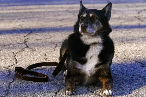 Ruby, a working K-9 for the Rhode Island State Police and former shelter dog, holds in a down-stay outside the state police barracks in North Kingstown, R.I., Wednesday, Feb. 16, 2022. The Australian shepherd and border collie mix will be featured in a Netflix movie titled "Rescued by Ruby", which chronicles the dog's life from being returned five times to a shelter as an uncontrollable pup to an eleven year veteran search and rescue K-9. (AP Photo/Charles Krupa)