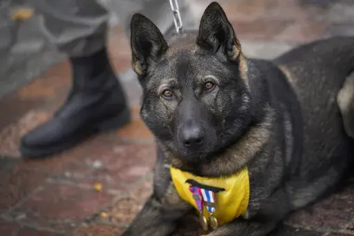 A French soldier with his dog Sparcel stands at attention during a ceremony in Suippes, eastern France, Thursday, Oct. 20, 2022. France inaugurated on Thursday its first memorial paying tribute to all "civilian and military hero dogs" in Suippes, in eastern France. The monument is located on a key World War I site, echoing the important role played by dogs in U.S. and European armies at the time. (AP Photo/Christophe Ena)