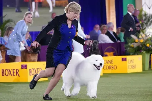 FILE - The handler of a Samoyed runs with her dog before the judges in the working group category at the Westminster Kennel Club dog show, on June 13, 2021, in Tarrytown, N.Y. The Westminster Kennel Club's annual dog show has become the latest event to be postponed or canceled in New York as the number of coronavirus cases surges. The club's board of governors announced Wednesday, Dec 29, 2021, it was postponing its 2022 event, scheduled for late January, to later in the year. A new date wasn't 