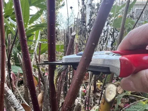 This image provided by Jessica Damiano demonstrates the use of bypass pruners to take a hardwood cutting from a redtwig dogwood shrub on Long Island, New York. (Jessica Damaino via AP)