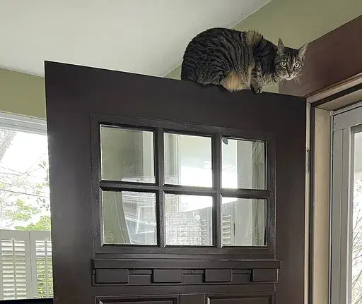 This December, 2022, photo provided by Jessica Damiano shows a cat perched on top of an entrance door. Because cats have exceptional agility and climbing skills, it can be difficult, if not impossible, to place plants and other items out of their reach. (Jessica Damiano via AP)