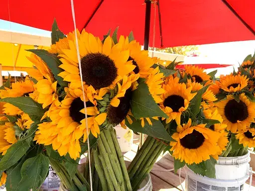 This image provided by Jessica Damiano shows a bouquet of cut sunflowers on Oct. 15, 2019 in Mattituck, N.Y. (Jessica Damiano via AP)