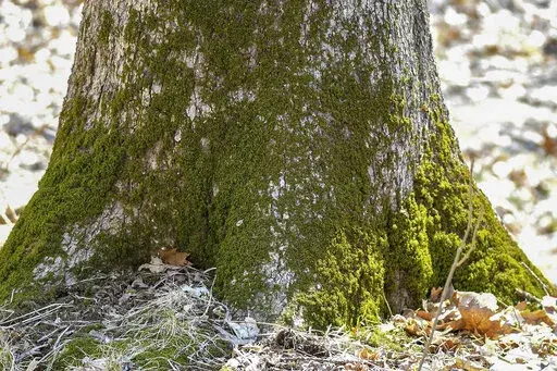 This April 2, 2019, photo provided by the Forest Preserve District of Will County, IL, shows moss growing at the base of a tree at Raccoon Grove Nature Preserve in Monee, IL. (Forest Preserve District of Will County via AP)