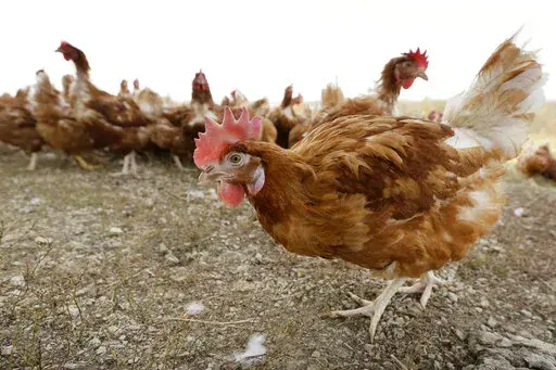 In this Oct. 21, 2015, file photo, cage-free chickens walk in a fenced pasture at an organic farm near Waukon, Iowa. Some farmers are wondering if it's OK that eggs sold as free-range come from chickens being kept inside. It's a question that arises lately as farmers try to be open about their product while also protecting chickens from a highly infectious bird flu that has killed roughly 28 million poultry across the country. (AP Photo/Charlie Neibergall, File)