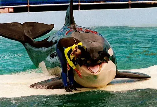 Trainer Marcia Hinton pets Lolita, a captive orca whale, during a performance at the Miami Seaquarium in Miami, March 9, 1995. Caregivers at a South Florida ocean park are taking steps to prepare Lolita, an orca whale held captive for more than a half-century, for a possible return to her home waters in Washington’s Puget Sound. The park’s owner and a nonprofit announced a plan in March 2023 to possibly move the 57-year-old orca to a natural sea pen. (Nuri Vallbona/Miami Herald via AP, File)