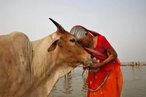 FILE- A woman worships a cow as Indian Hindus offer prayers to the River Ganges, holy to them during the Ganga Dussehra festival in Allahabad, India, June 8, 2014. India’s government-run animal welfare department has appealed to citizens to mark Valentine’s Day this year not as a celebration of romance but as "Cow Hug Day” to better promote Hindu values. The Animal Welfare Board of India said Wednesday that “hugging cows will bring emotional richness and increase individual and collectiv
