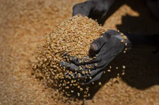 An Ethiopian woman scoops up portions of yellow split peas to be allocated to waiting families after it was distributed by the Relief Society of Tigray in the town of Agula, in the Tigray region of northern Ethiopia, on May 8, 2021. Nearly 1,500 people died of malnutrition in just part of Ethiopia's blockaded Tigray region over a four-month period between July and October 2021, according to a new report published in Jan. 2022 by the region's health bureau. (AP Photo/Ben Curtis, File)