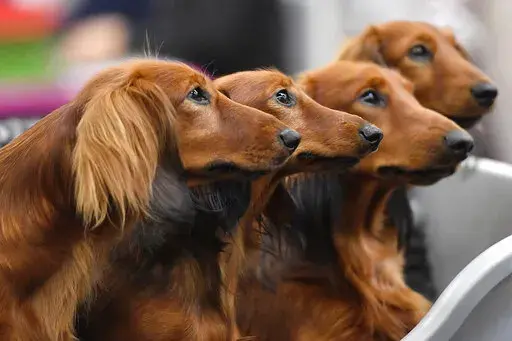 Dachshund dogs wait in a box before competition at a dog show in Dortmund, Germany, on Friday, Oct. 13, 2017. Research released on Thursday, April 28, 2022, confirms what dog lovers know _ every pup is truly an individual. A new study has found that many of the popular stereotypes about the behavior of specific breeds aren’t supported by science. (AP Photo/Martin Meissner, File)