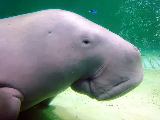 Serena, a dugong, swims at the Toba Aquarium in Toba, Japan on Sept. 5, 2012. Populations of the vulnerable species of marine mammal, numerous species of abalone and a type of Caribbean coral are now threatened with extinction, an international conservation organization said Friday, Dec. 9, 2022. (AP Photo/Linda Lombardi, File)